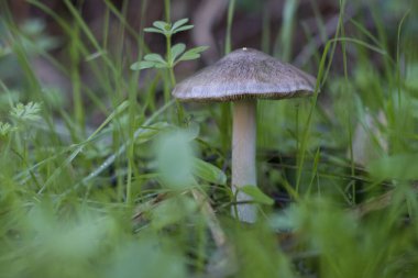 Sonbaharda ormanda çimenli yabani mantarlar