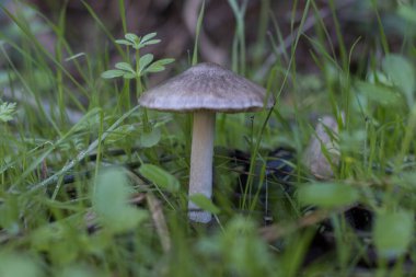 Sonbaharda ormanda çimenli yabani mantarlar