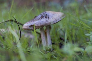 Sonbaharda ormanda çimenli yabani mantarlar