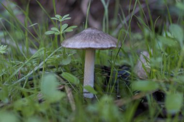 Sonbaharda ormanda çimenli yabani mantarlar