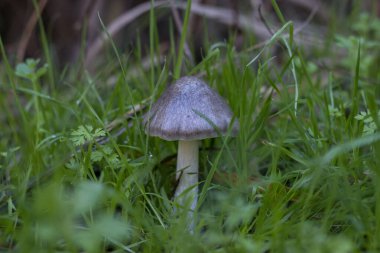 Sonbaharda ormanda çimenli yabani mantarlar