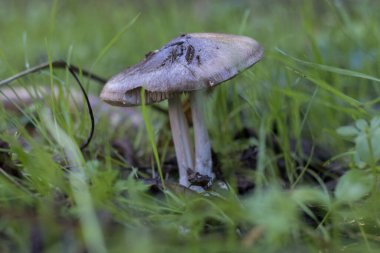 Sonbaharda ormanda çimenli yabani mantarlar