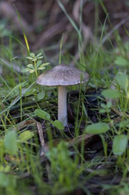 Sonbaharda ormanda çimenli yabani mantarlar