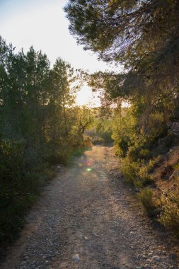 İlkbaharda gün batımında bir ormanın ortasında yol