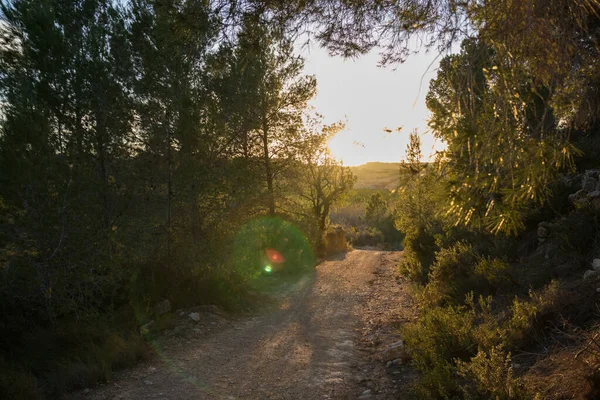 Lkbaharda Gün Batımında Bir Ormanın Ortasında Yol — Stok fotoğraf