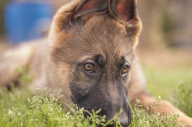 German shepherd puppy playing in the grass in a country house