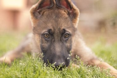 German shepherd puppy playing in the grass in a country house