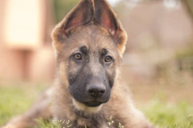 German shepherd puppy playing in the grass in a country house