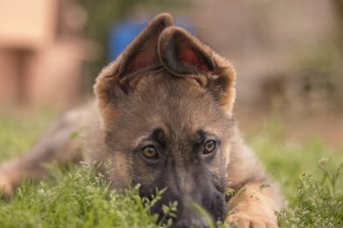 German shepherd puppy playing in the grass in a country house