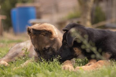 German Shepherd puppies playing in the grass in a country house