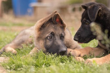 German Shepherd puppies playing in the grass in a country house