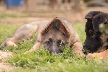 German Shepherd puppies playing in the grass in a country house