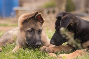 German Shepherd puppies playing in the grass in a country house