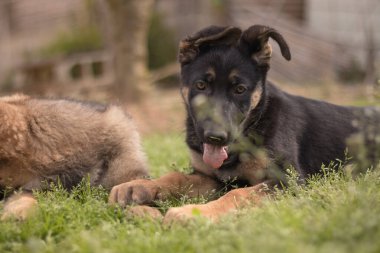 German Shepherd puppies playing in the grass in a country house