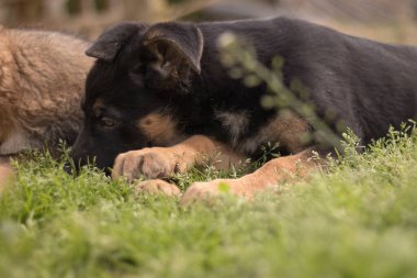German Shepherd puppies playing in the grass in a country house