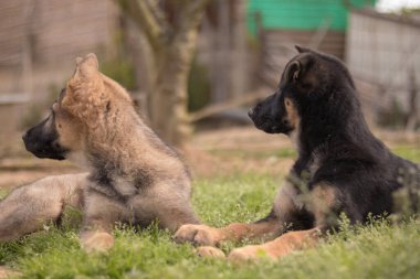 German Shepherd puppies playing in the grass in a country house
