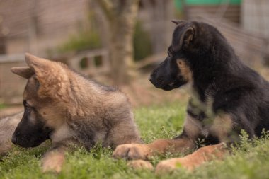 German Shepherd puppies playing in the grass in a country house