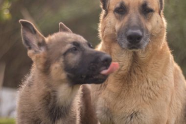 Mother German Shepherd taking care of her puppies in a country house