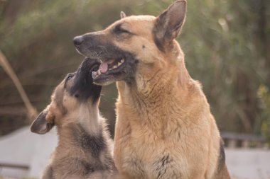 Mother German Shepherd taking care of her puppies in a country house
