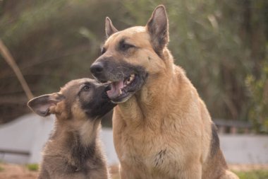 Mother German Shepherd taking care of her puppies in a country house