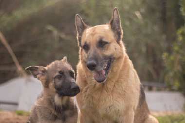 Mother German Shepherd taking care of her puppies in a country house