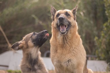 Mother German Shepherd taking care of her puppies in a country house