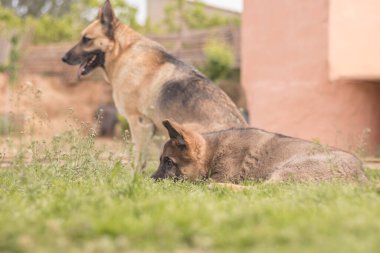 Mother German Shepherd taking care of her puppies in a country house