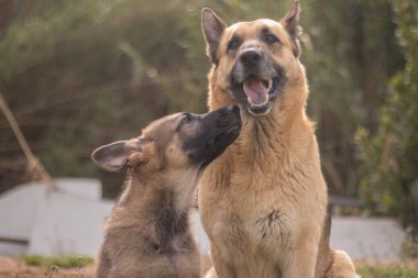 Mother German Shepherd taking care of her puppies in a country house