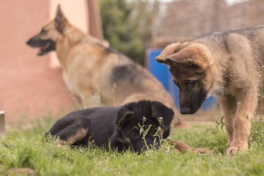 German Shepherd puppies playing in the grass in a country house