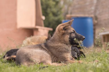 German Shepherd puppies playing in the grass in a country house