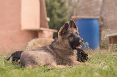 German Shepherd puppies playing in the grass in a country house