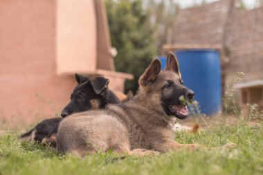German Shepherd puppies playing in the grass in a country house