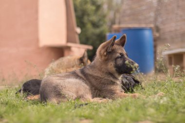 German Shepherd puppies playing in the grass in a country house