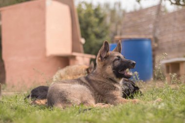 German Shepherd puppies playing in the grass in a country house