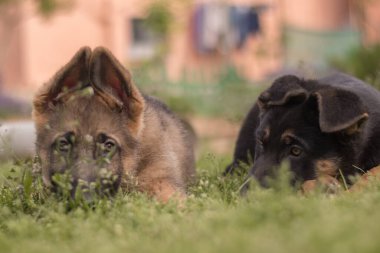 German Shepherd puppies playing in the grass in a country house