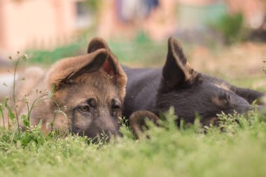 German Shepherd puppies playing in the grass in a country house