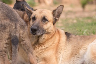 Mother German Shepherd taking care of her puppies in a country house