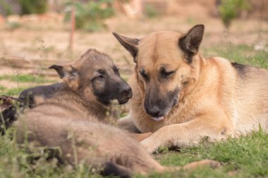 Mother German Shepherd taking care of her puppies in a country house