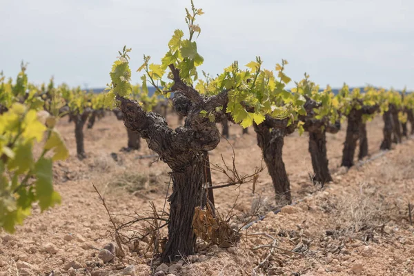 Wide Field Vineyard Grape Picking — Stok fotoğraf