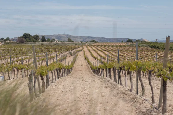 Wide Field Vineyard Grape Picking — Stok fotoğraf