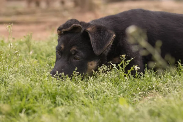 Black German Shepherd Puppy Playing Grass Country House — Stock Photo, Image