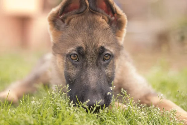 German shepherd puppy playing in the grass in a country house