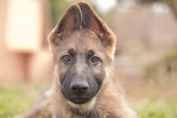 田舎の家で草の中で遊んでいるドイツの羊飼いの子犬 — ストック写真