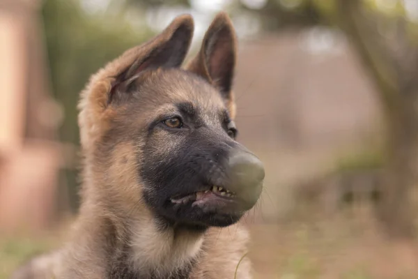 田舎の家で草の中で遊んでいるドイツの羊飼いの子犬 — ストック写真