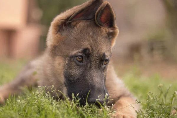 German Shepherd Puppy Playing Grass Country House — Stock Photo, Image