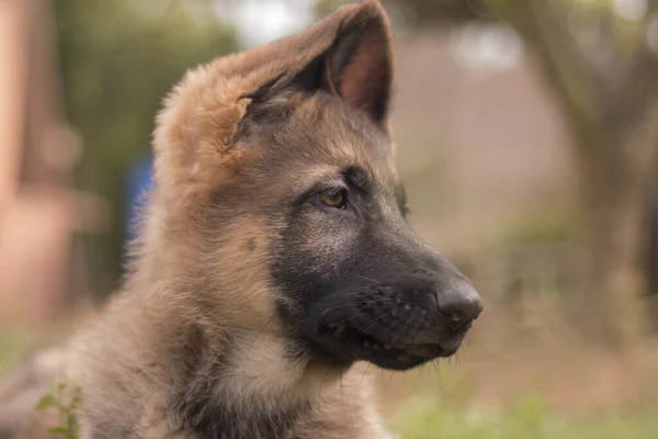 田舎の家で草の中で遊んでいるドイツの羊飼いの子犬 — ストック写真