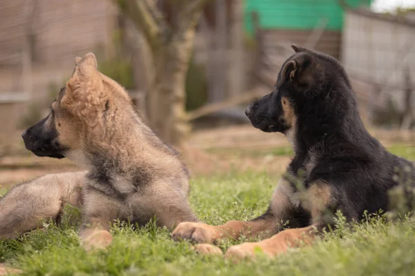 German Shepherd Puppies Playing Grass Country House — Stock Photo, Image