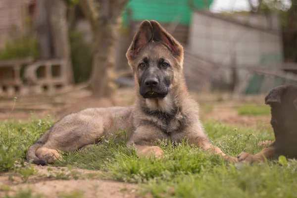 田舎の家で草の中で遊んでいるドイツの羊飼いの子犬 — ストック写真