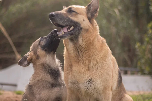 Mother German Shepherd taking care of her puppies in a country house
