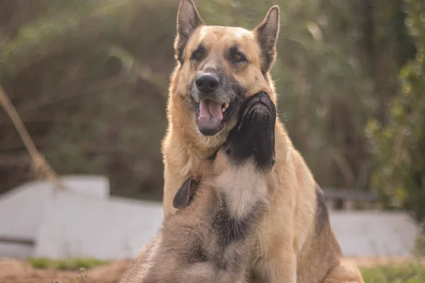 Mother German Shepherd Taking Care Her Puppies Country House — Fotografia de Stock